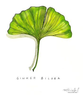Le Ginkgo biloba: plante de la jeunesse éternelle